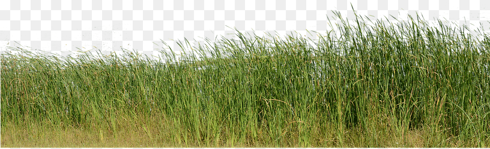 Grass Grass No Background Nature Green Plant Background Image Nature, Reed, Vegetation, Agropyron Free Png