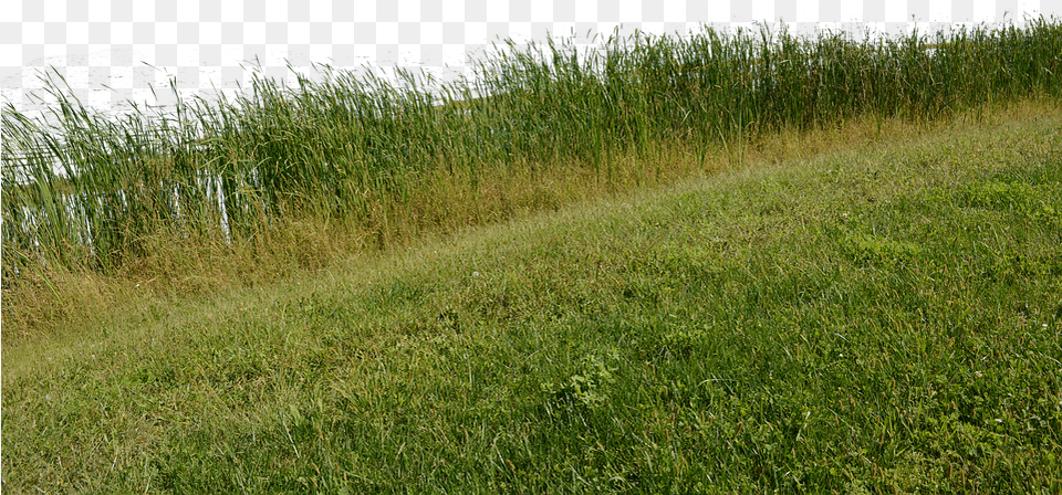 Grass Grass No Background Nature Green Plant Background Nature, Countryside, Rural, Outdoors, Meadow Free Png Download