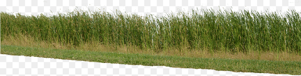Grass Grass No Background Nature Green Plant Lawn, Vegetation, Agropyron, Reed Png