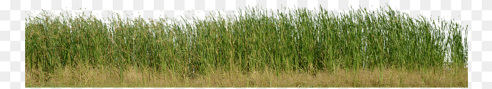 Grass Grass No Background Nature Green Plant Photograph, Vegetation, Agropyron, Field, Grassland Free Png