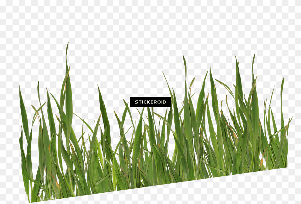 Grass Green, Art, Collage, Plant, Vegetation Png