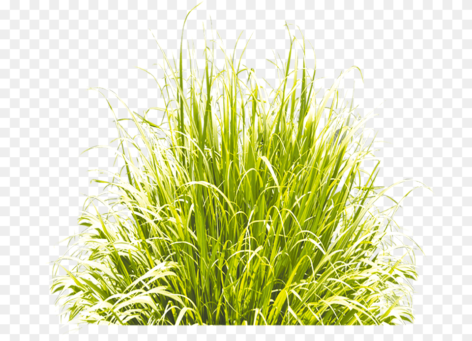 Grass Green Icon Image Clipart Grass 3d Icon, Plant, Vegetation Free Png Download