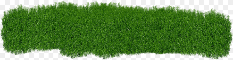 Grass Green Plant Green Grass Nature Summe Lawn, Vegetation, Tree, Moss Png Image