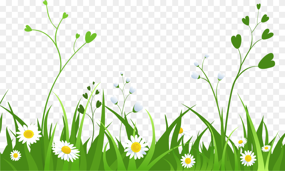 Grass Hd Grass Background Clipart, Daisy, Flower, Green, Plant Free Transparent Png
