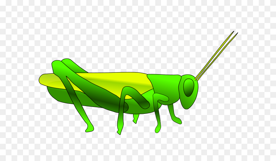 Grass Hopper, Animal, Grasshopper, Insect, Invertebrate Png