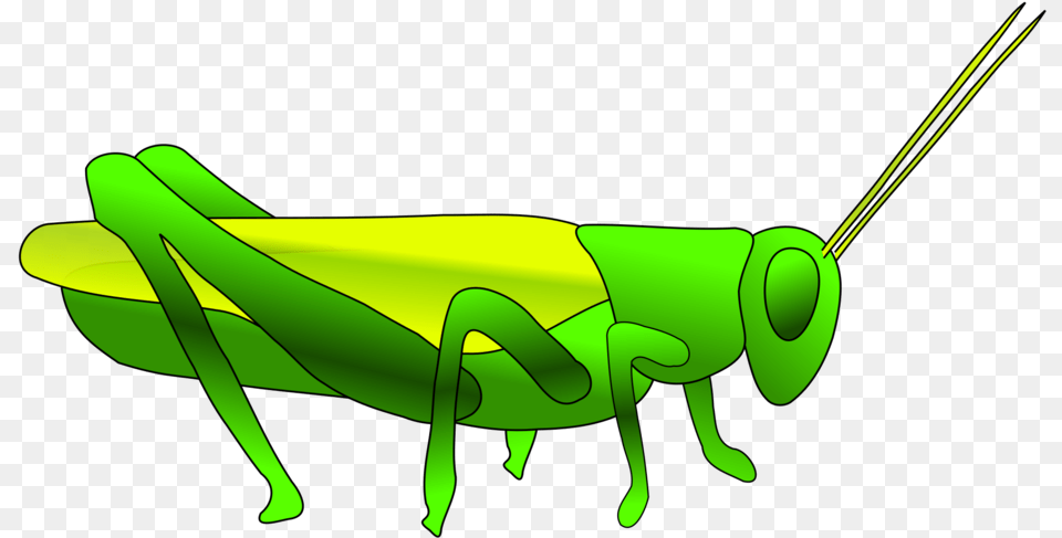 Grass Hopper Green Insect Grasshopper Jump Grasshopper Clip Art, Animal, Invertebrate, Dinosaur, Reptile Free Transparent Png