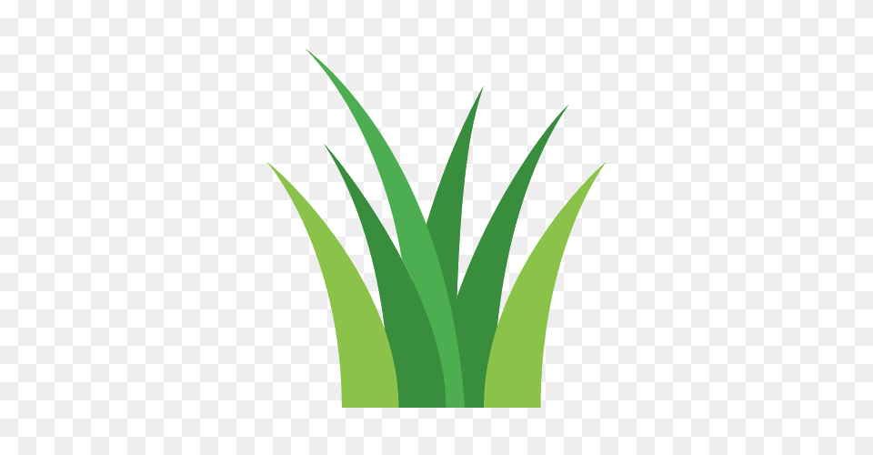 Grass Icons, Green, Plant, Leaf, Aloe Png