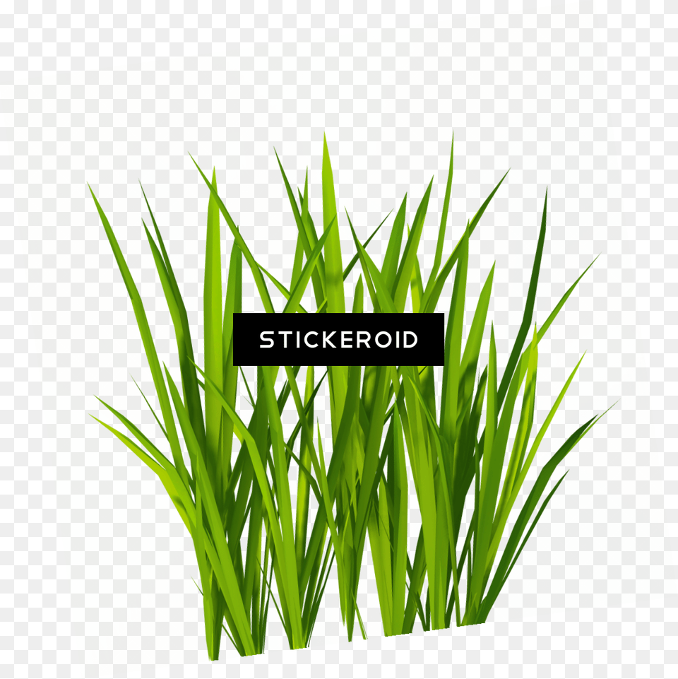 Grass Image Green Grass Picture, Plant, Vegetation, Lawn, Art Free Png