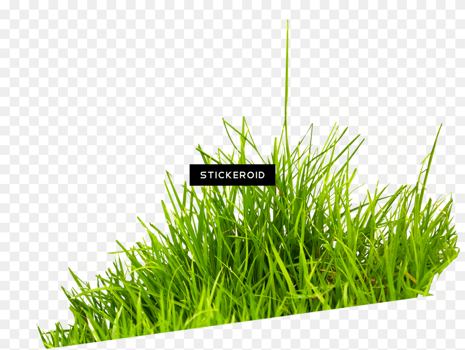 Grass Green Grass Picture, Lawn, Plant, Vegetation Png Image