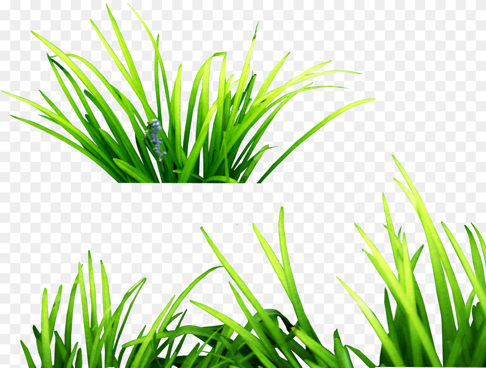 Grass Image Green Grass Picture Download For Picsart, Plant, Vegetation, Lawn, Herbs Free Png