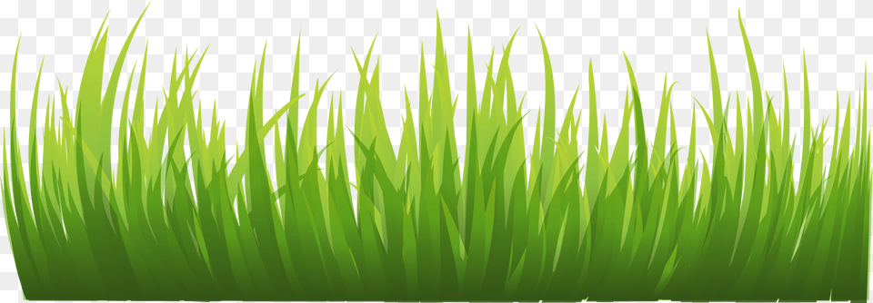 Grass Image Green Grass Picture Grass Background, Plant, Lawn, Vegetation, Aquatic Free Png