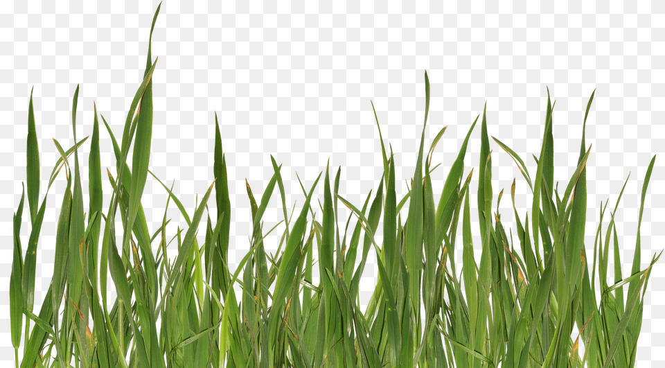 Grass Image Green Picture Grass, Art, Collage, Plant, Vegetation Free Png