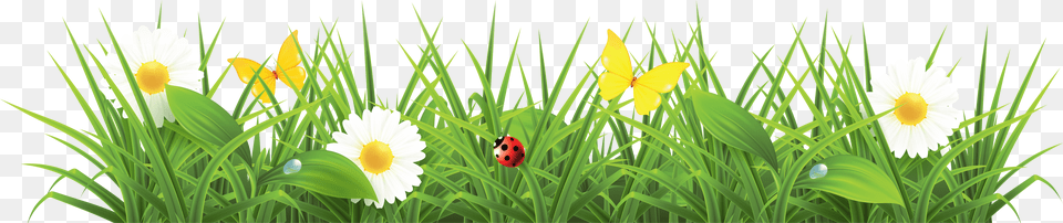Grass Image Green Picture Spring Vector Plant, Flower, Petal, Daffodil Free Png Download