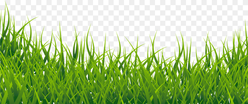 Grass Image Hd, Green, Lawn, Plant, Vegetation Png