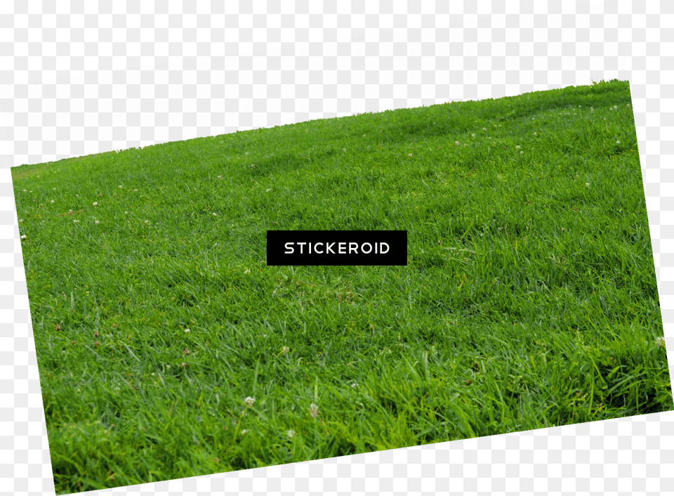 Grass Lawn, Plant Free Png