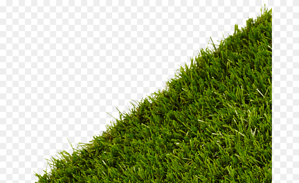 Grass Lawn, Moss, Plant, Vegetation Free Png Download