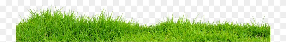 Grass Lawn, Plant, Vegetation Png