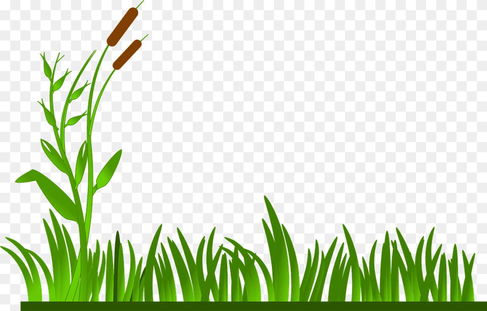 Grass Lawn Green Cat O Clipart Grass Border, Plant, Aquatic, Vegetation, Water Free Png Download