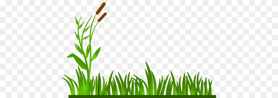 Grass Lawn Green Cat O39 Nine Tails Plants Green Grass Clipart, Aquatic, Plant, Water, Vegetation Free Png Download