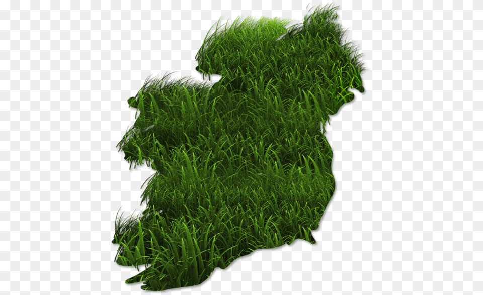Grass Map Non Vascular Plants, Food, Green, Moss, Plant Png Image
