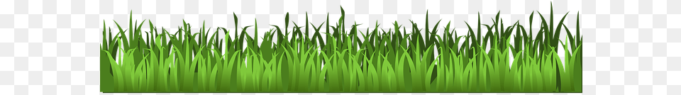 Grass Meadow Green Agriculture Grass Grass Transparent Background Grass Clipart, Plant, Vegetation, Lawn, Aquatic Png Image