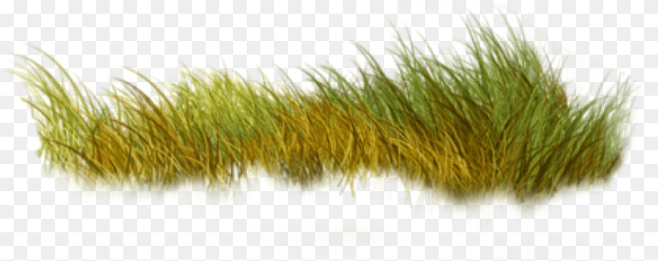 Grass Nature Green Sweet Grass, Animal, Sea Life, Sea Anemone, Plant Png Image