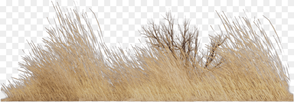 Grass Nature Old Vintage Landscape Brown Grass, Plant, Reed Free Png