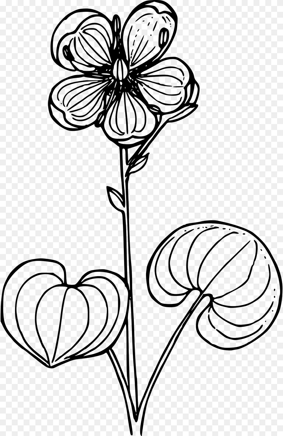 Grass Of Parnassus Clip Arts Line Art, Gray Free Transparent Png