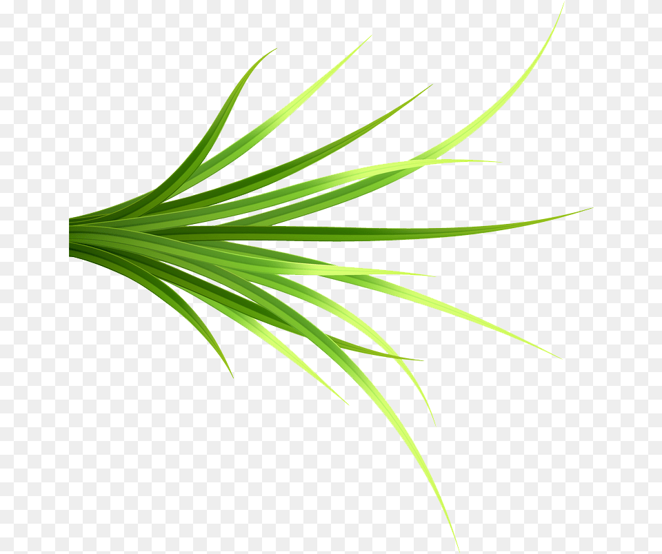 Grass Patch 14 Copy Grass, Plant, Food, Produce, Leek Png