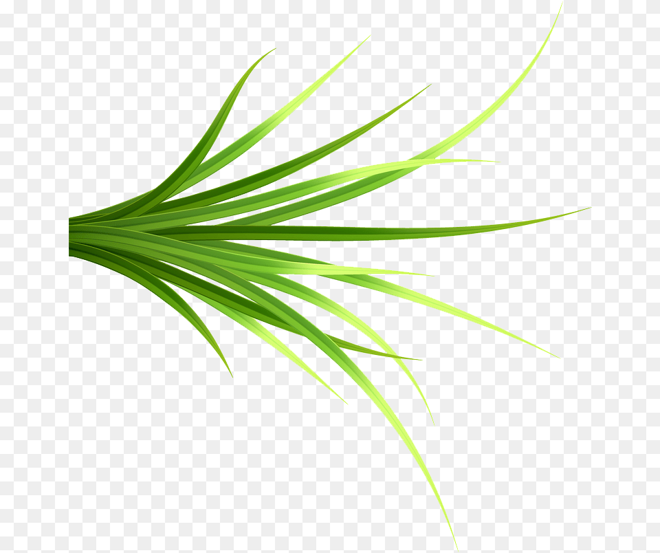 Grass Patch 14 Copy Grass, Plant, Food, Produce, Leek Free Png Download