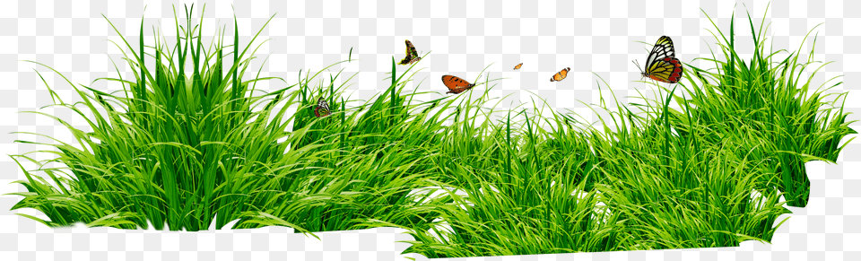 Grass Patch With Insects, Water, Aquatic, Plant, Vegetation Free Transparent Png