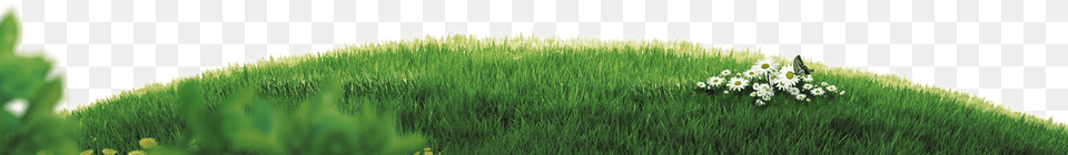 Grass Plain, Field, Grassland, Green, Plant Png