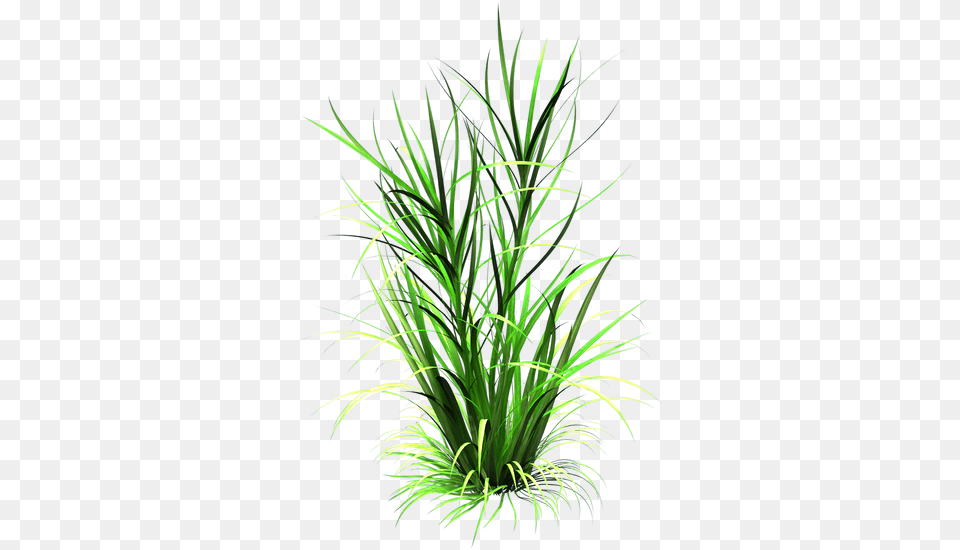 Grass Plant Background, Agavaceae Free Png