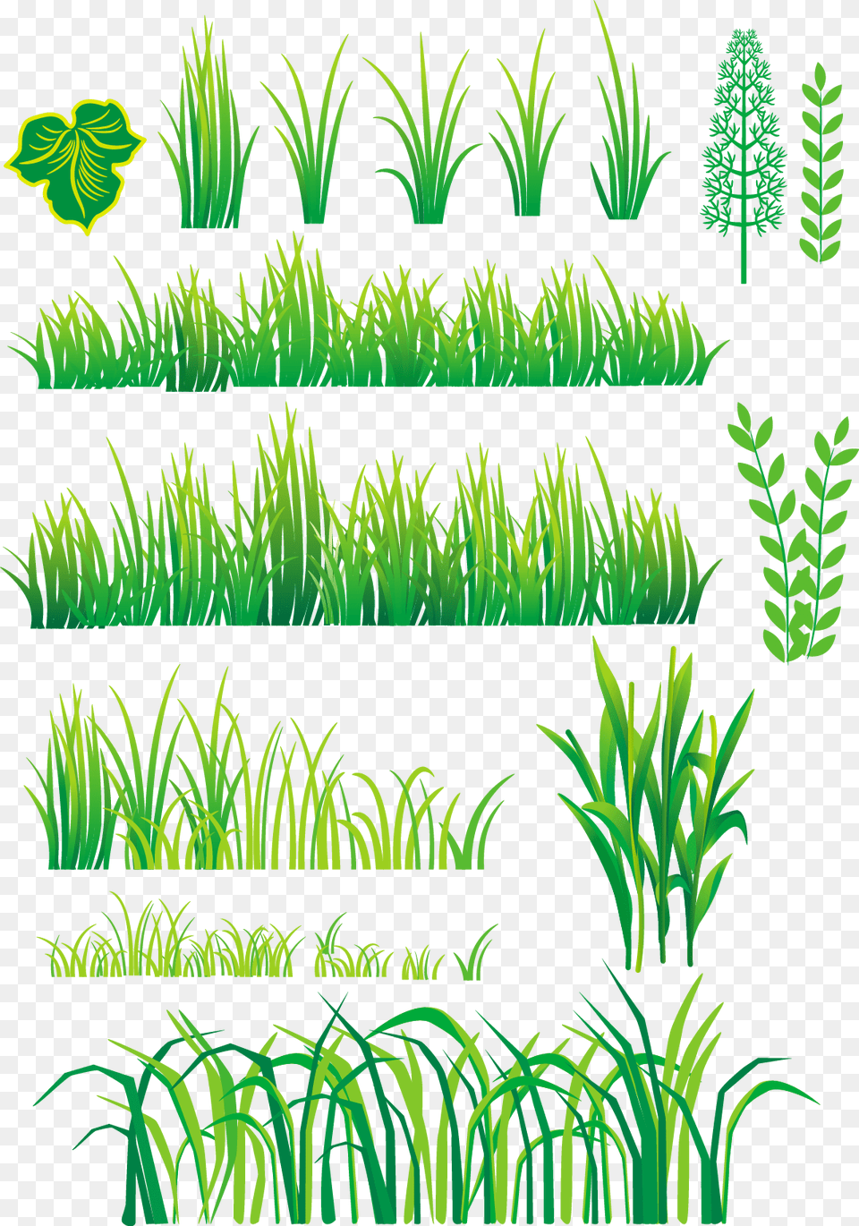Grass Plant Vector, Green, Vegetation, Aquatic, Water Free Transparent Png