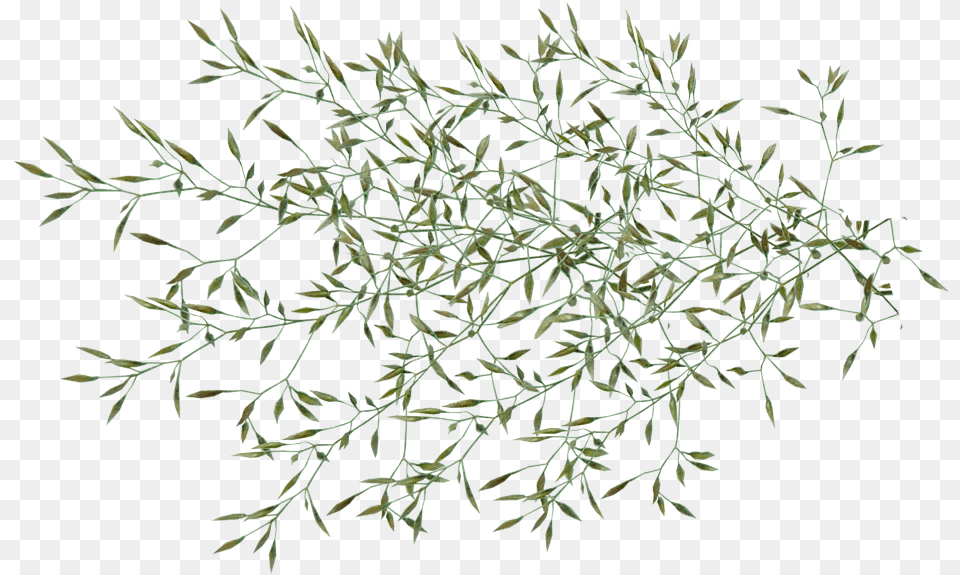 Grass Seed Weed Plant Garden Nature Cut Out Garden Weed, Conifer, Tree, Moss, Leaf Free Png