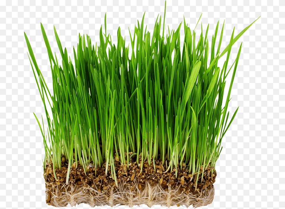 Grass Semillas Germinadas De Pasto, Plant, Soil, Vegetation Free Png Download