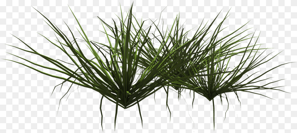Grass Shrub, Plant, Potted Plant, Agavaceae, Moss Free Transparent Png