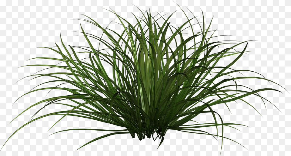Grass Shrub Ornamental Grass Plants, Plant, Potted Plant, Vegetation, Green Png