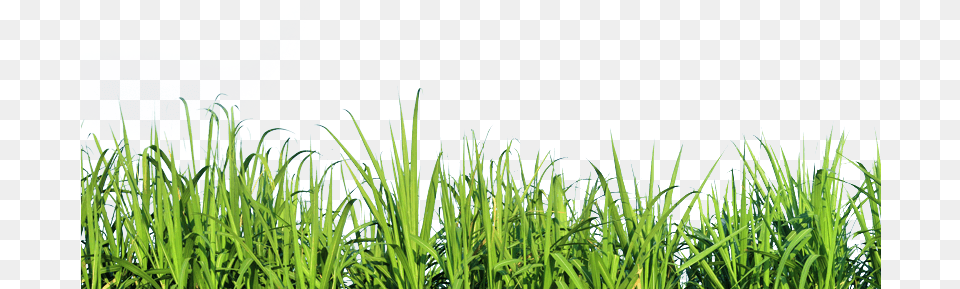 Grass Side View, Plant, Green, Vegetation, Aquatic Png