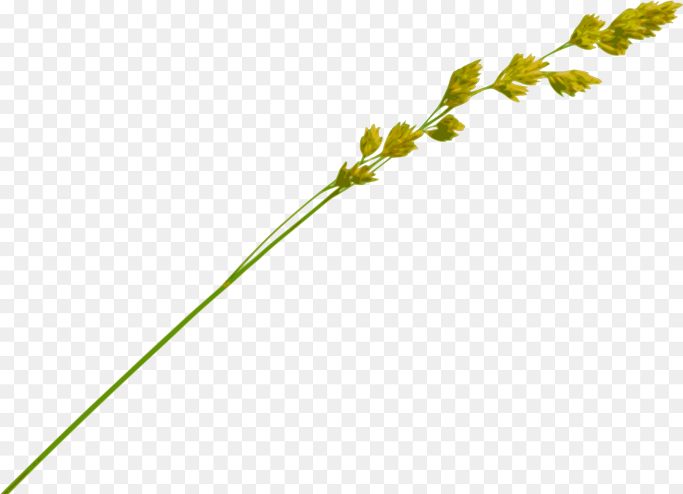 Grass Straw Hay Straw, Plant, Flower, Green Png Image