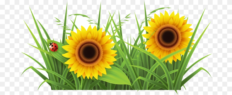 Grass Sunflower Background Clipart Grass Clipart Flower, Plant, Animal, Insect Free Transparent Png