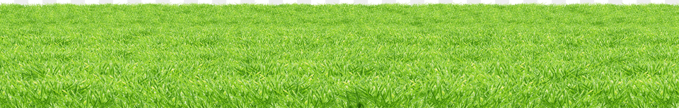 Grass Surface, Lawn, Plant, Field, Vegetation Free Transparent Png