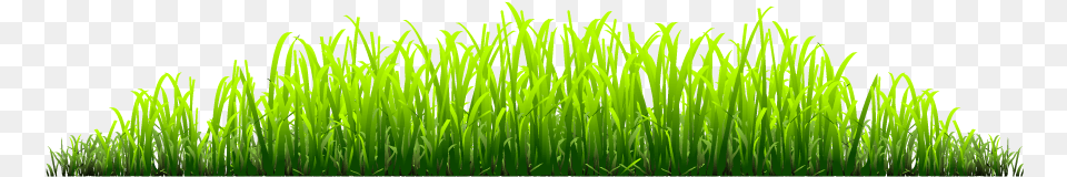 Grass Sweet Grass, Green, Lawn, Moss, Plant Free Png Download