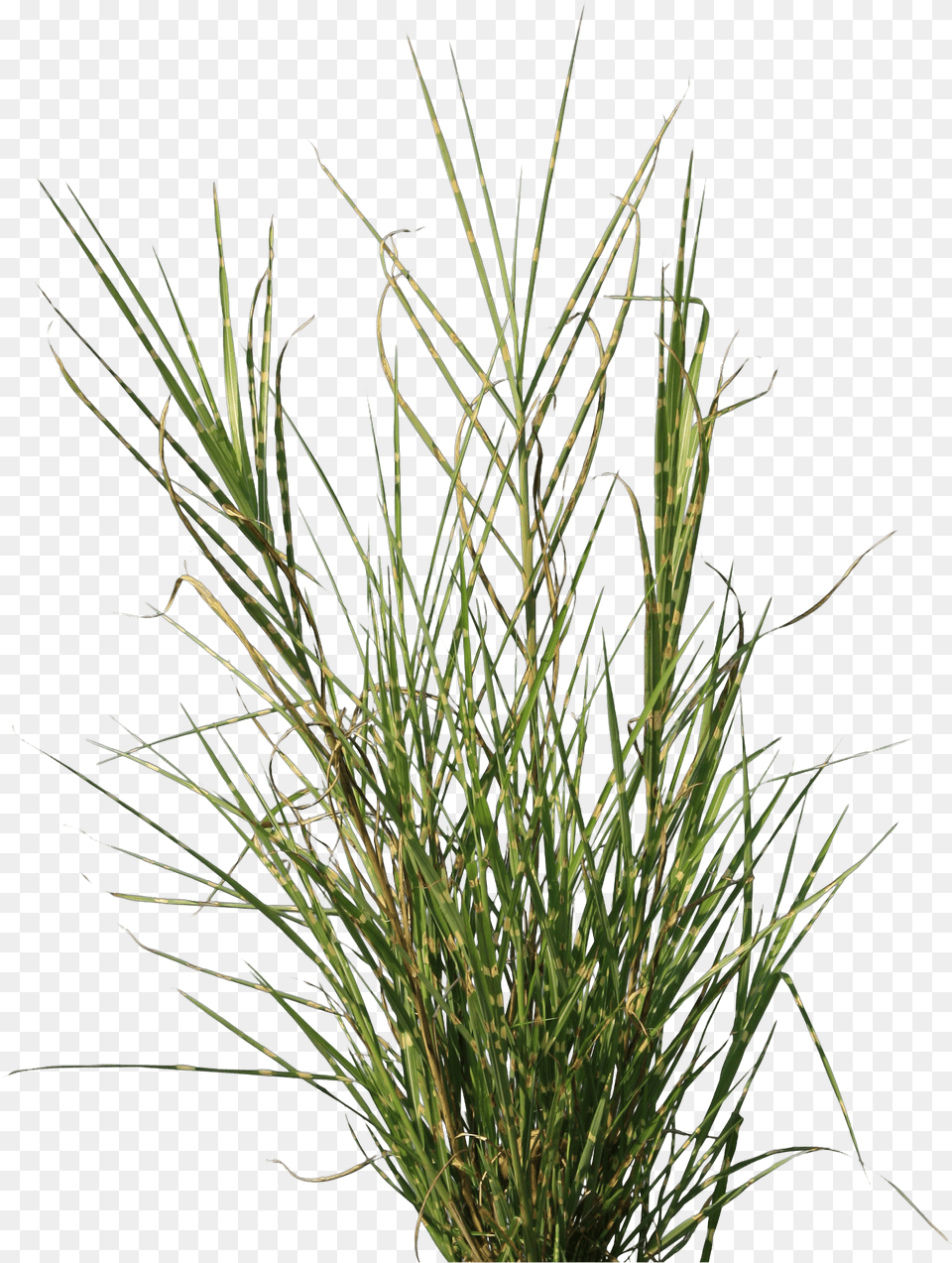 Grass Texture Grass Texture, Agropyron, Plant, Vegetation Free Png
