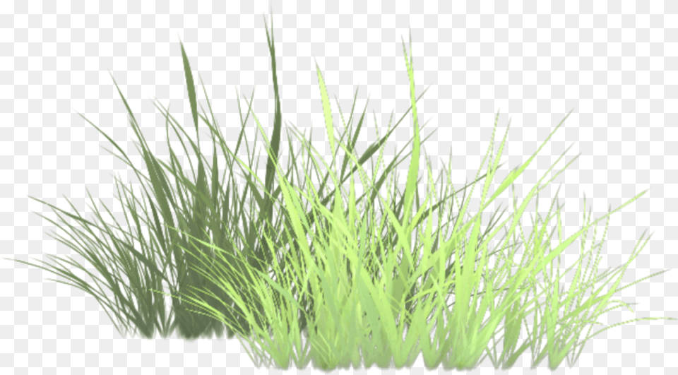 Grass Texture Transparent, Plant, Vegetation, Moss, Agropyron Png Image