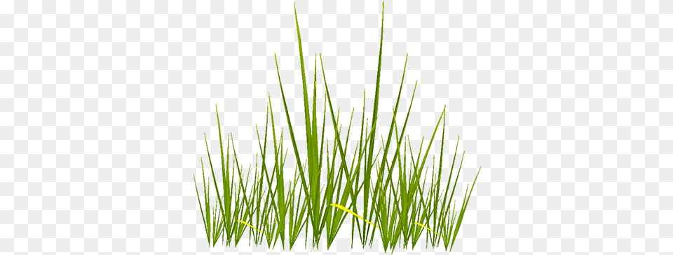 Grass Texture Transparent Grass Texture, Plant, Agropyron, Vegetation, Lawn Png