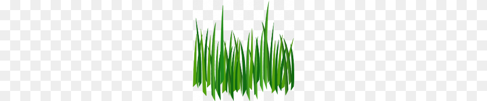 Grass Transparent Grass Images, Green, Plant, Lawn, Vegetation Free Png Download