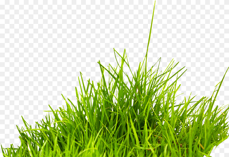 Grass Transparent Grass Transparent Background, Lawn, Plant, Moss, Green Png Image