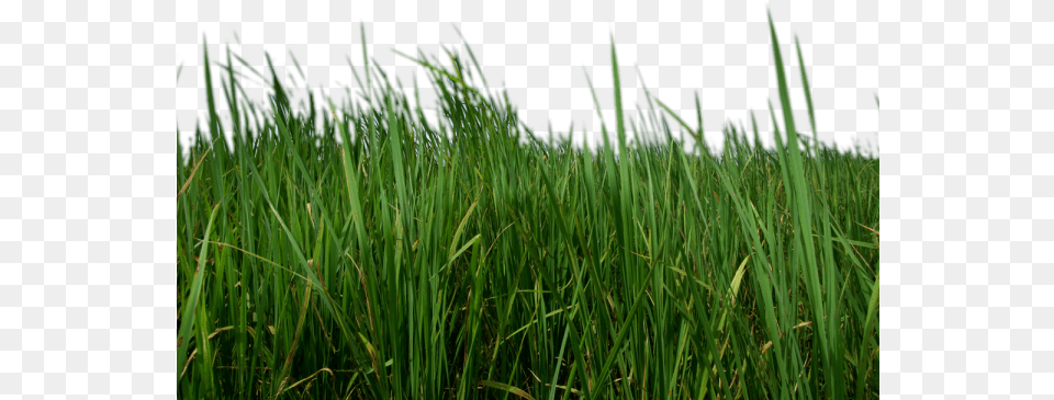 Grass Images Grass, Lawn, Plant, Vegetation, Green Free Transparent Png