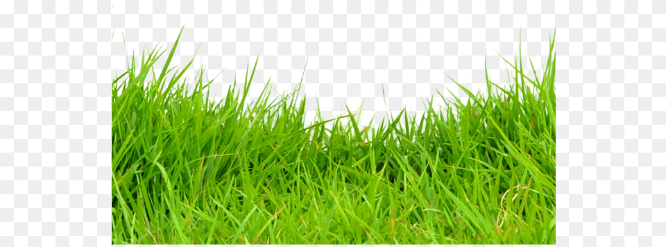 Grass Transparent Portable Network Graphics, Lawn, Plant, Vegetation, Field Free Png